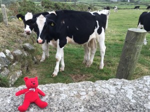 How now, black-and-white cow...