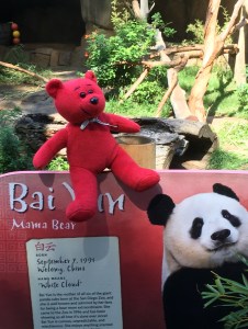 Meeting black-and-white Panda Bear at San Diego Zoo...